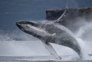 八丈島でのAI活用によるザトウクジラ観測強化