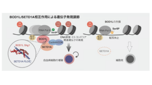 千葉大研究チーム、がんを支える遺伝子発現を調節する因子を新たに発見