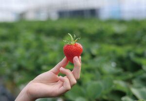 長野・安曇野で新品種の夏秋いちご「あまあづみ」誕生