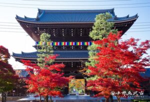 「金戒光明寺 秋の特別拝観」、京都の名刹で歴史と紅葉を堪能