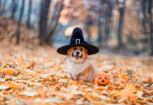 愛犬と一緒に楽しめる「ワンワンハロウィンイベント」が那須高原で開催