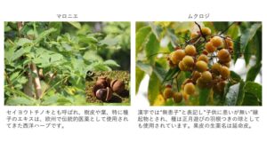 富士産業、新規育毛タンパク「CHI3L-1」「CXCL5」と植物エキス「マロニエ」「ムクロジ」発見で未知の育毛効果に期待