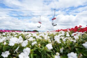 茶臼山高原でサンパチェンスまつり開催へ 約2万株の花が斜面彩る 9月19日から