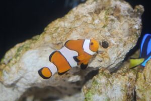 下田海中水族館がカクレクマノミのハロウィーン展示を2026年9月19日より実施へ