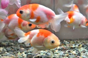 名古屋港水族館で特別展KINGYOを9月18日から開催へ 四季と約15品種を紹介