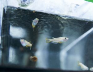 ヒト用抗うつ薬に対し魚類が高い感受性を示すことを解明 東京理科大など