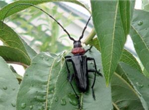 兵庫県と大阪府がクビアカツヤカミキリの合同パトロールを9月に実施へ