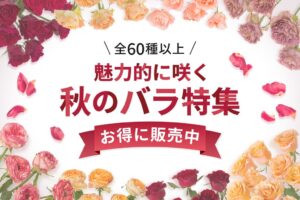 フラワースミスマーケットが全60種以上を揃える秋バラ特集を2026年9月9日開始