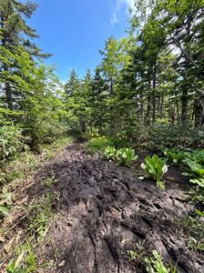 飛騨市、北ノ俣岳登山道の修繕資材を運ぶボランティアを45名募集 9月22日開催へ