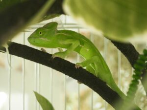 奈良いきものミュージアムで企画展カメレオン観察キャンプが9月9日から開催へ