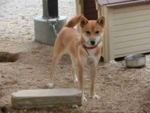 福岡県が犬猫の致死処分ゼロ継続へCF型ふるさと納税で寄附募集