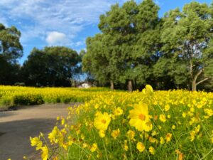 木曽三川公園センターで秋の花物語が９月１９日より開催へ 約３３万本が彩る