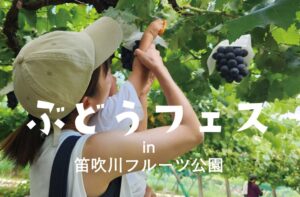 山梨県笛吹川フルーツ公園でぶどうフェス開催へ 収穫体験や限定販売も