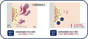 グリチルリチン酸ジカリウムが口腔内細菌叢を整え口臭予防の可能性