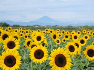 ソレイユの丘で秋のひまわり開花へ 9月12日には盆踊りやドローンショーも開催