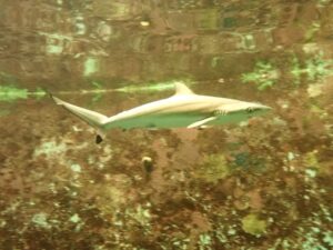 沖縄美ら海水族館、ホウライザメの飼育下繁殖に世界初成功と発表　一般公開開始