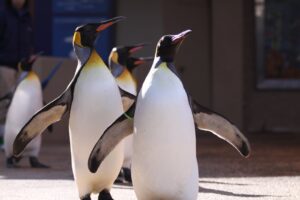 下田海中水族館でペンギンの散歩が2026年9月14日より期間限定で実施へ
