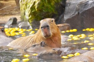 伊豆シャボテン動物公園、元祖カピバラの露天風呂を11月21日から開催へ