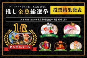 アートアクアリウム展 名古屋2026の推し金魚総選挙、1位はピンポンパールに決定