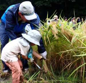 コープみらいが多古町旬の味産直センターと稲刈り体験を開催 26家族88人が参加