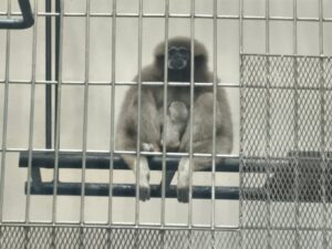 釧路市動物園で開園以来初のシロテテナガザル出産 マリアが赤ちゃんを出産