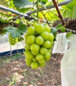 阪急うめだ本店でうめだマルシェ開催へ 福太郎のめんたいフランスが初登場