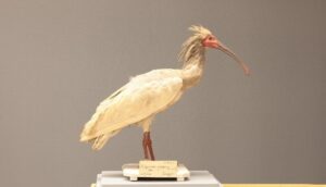 琵琶湖博物館、トキに関する記念セミナーを2026年10月17日に開催へ