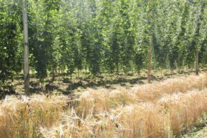 Dual-S大麦の新たな研究成果、第40回ヨーロッパ醸造学会で発表
