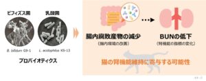 大正製薬、ビフィズス菌G9-1と乳酸菌KS-13で猫のBUN低下を確認
