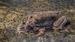 温暖化で日本のアカガエル3種の産卵が早期化 市民調査の19年間データで判明