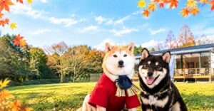 Luxury Trailers 離宮 伊勢、愛犬と過ごす秋の限定宿泊プランを提供へ