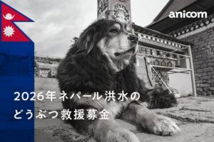 アニコム、ネパール洪水被災の動物支援で救援募金を実施