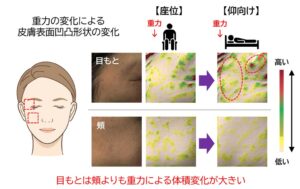 日本メナード化粧品、目もとは頬より重力で歪みやすいと解明　加齢変化に関与か