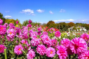 奈良県営馬見丘陵公園であきいろマルシェin馬見フラワーフェスタを10月3日から開催へ