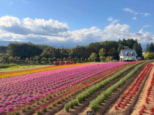 ひるがの高原 牧歌の里で秋の花畑が見頃 敬老の日は65歳以上が入園無料に