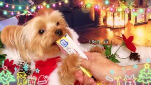 いなばペットフード、2026年ちゅ〜るクリスマスTVCM出演動画を募集