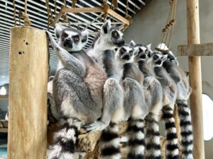 ニフレルでマダガスカル特別企画を2026年9月19日から開催へ