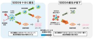 日本メナード化粧品ら、真皮幹細胞を維持する抗酸化酵素SOD3の役割を解明