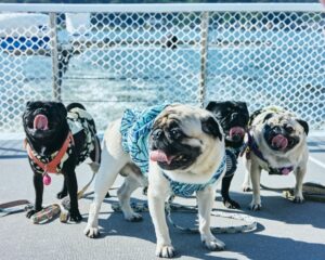 福井県美浜町で愛犬と乗船するペットクルーズが2026年10月金曜日に開催へ