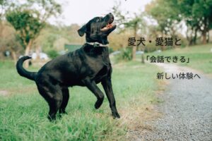 犬猫の気分を予想するPettiChatが9月25日よりMakuakeで先行販売へ