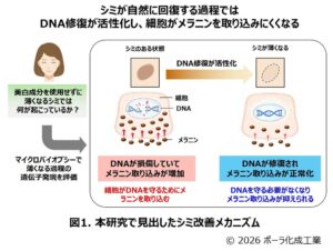 ポーラ化成工業、DNA修復によるシミ改善の新アプローチをIFSCC世界大会で発表へ