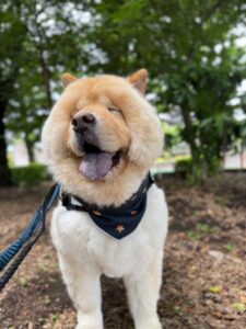 かいものパレットが大型犬向けネッククーラーもふクール2Lセットを発売開始