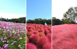 万博記念公園でコスモス・コキアフェスタ2026開催へ