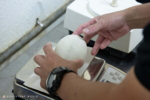 アドベンチャーワールドのコウテイペンギン、1卵が胚発生停止も残る1卵は継続確認