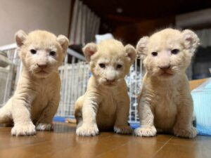 湘南動物プロダクションでホワイトライオンの赤ちゃん3頭が誕生 10月に体験会参加へ