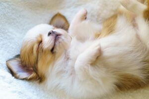 愛犬のへそ天を経験した飼い主は74.50％　ゆずずが200人に調査