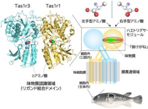 フグの受容体構造からうま味を感知する仕組みを初解明 明治大や阪大など
