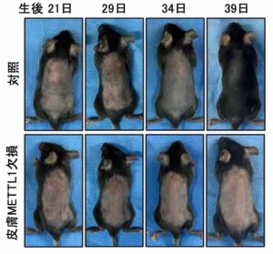 九州歯科大学など、酵素METTL1が毛包形成と毛周期を制御する仕組みを解明