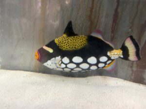 南知多ビーチランド、篠島で捕獲のモンガラカワハギを10月1日から特別展示へ