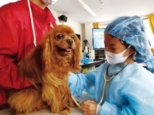 プラスワン教育が小学生対象の獣医さん体験スクールを10月17日から愛知県で開催へ